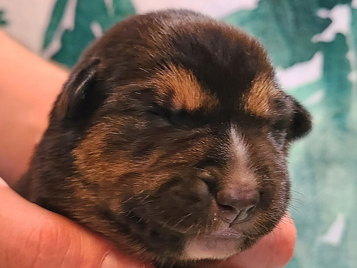 chinook puppy